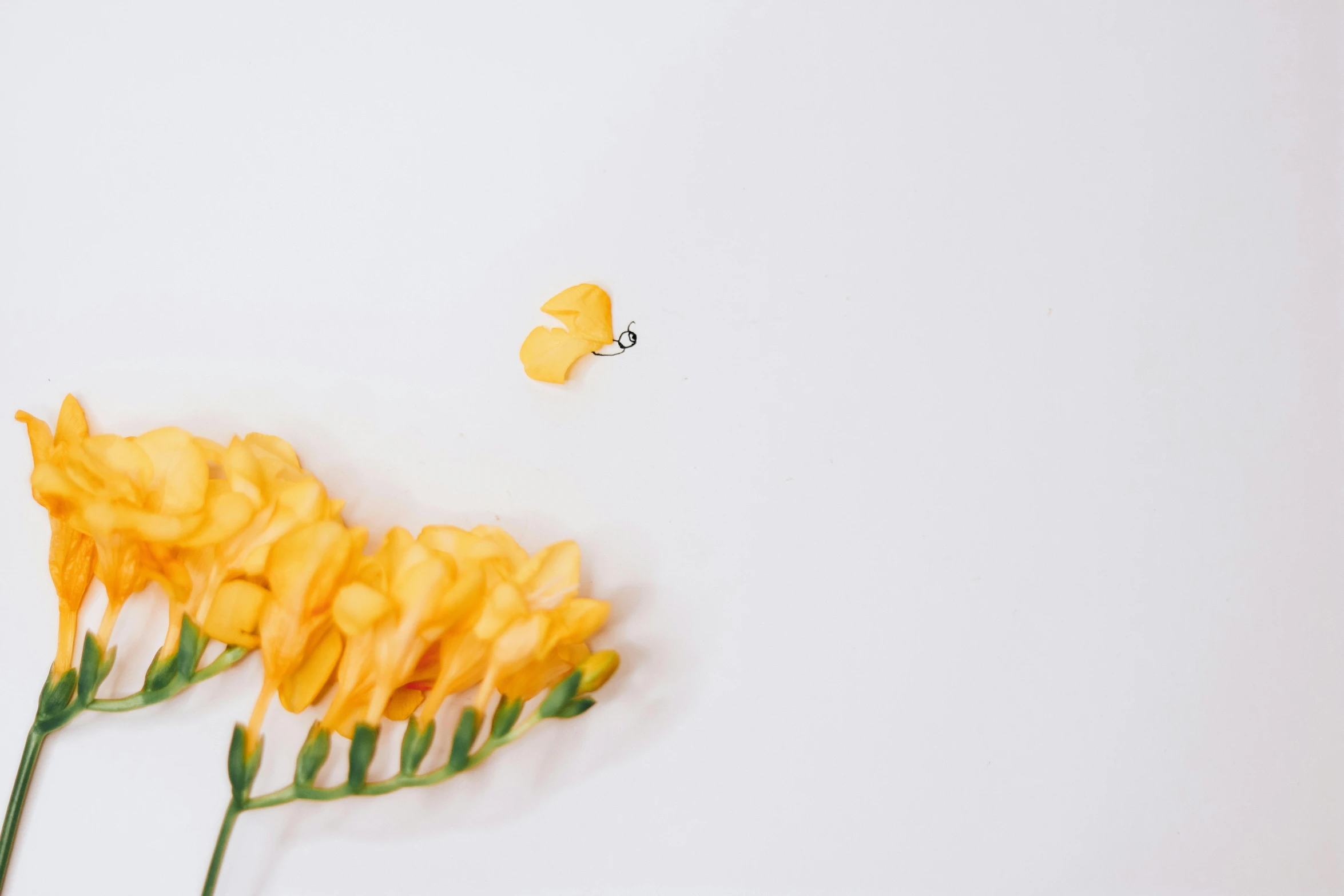 two yellow flowers and a erfly fly overhead