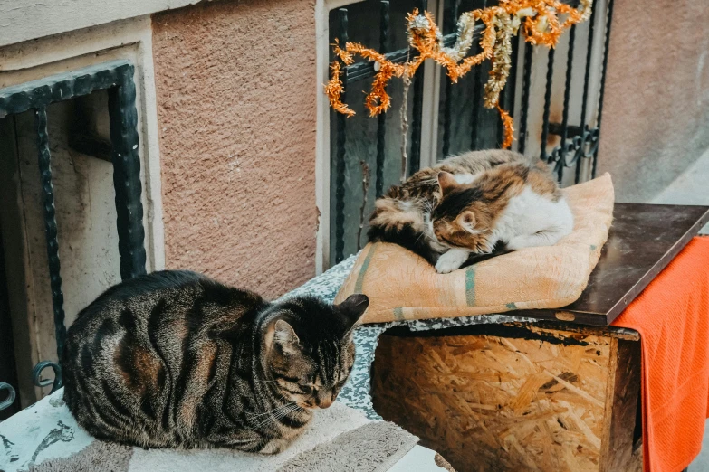 two cats are sitting on some blankets on a wooden chair