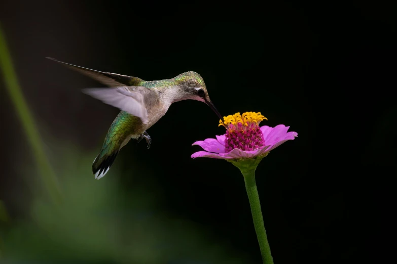 a hummingbird lands on a pink flower while flying in the air