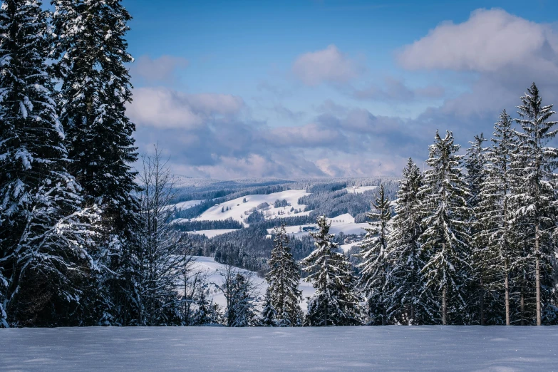 snowy trees on hillside in distance and sky