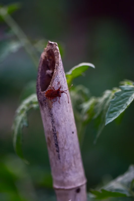 a bug sits inside of a piece of wood on the nch