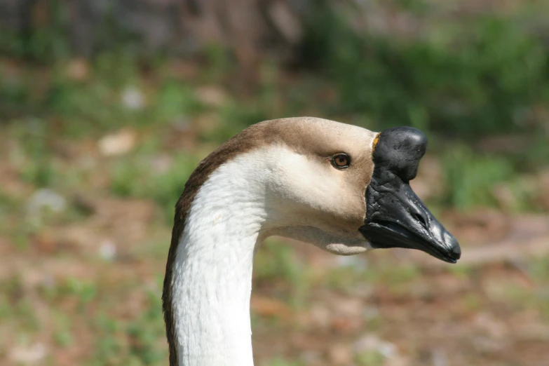 a goose with a black beak is standing in the grass