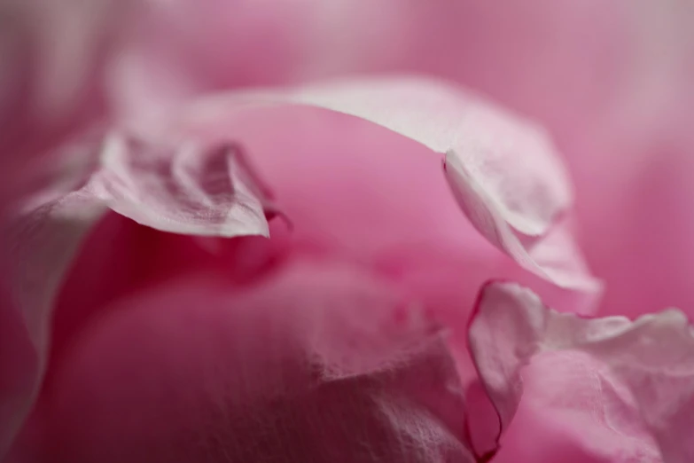 a close up image of some pretty pink flowers