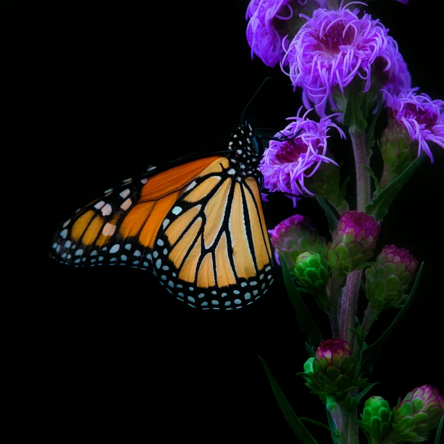 a erfly with wings wide open flying over a flower