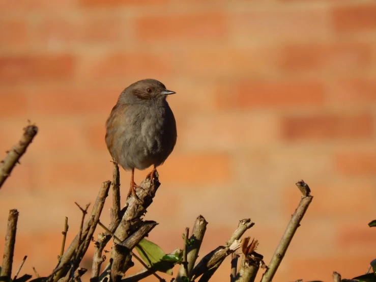 a bird sitting on top of small nches