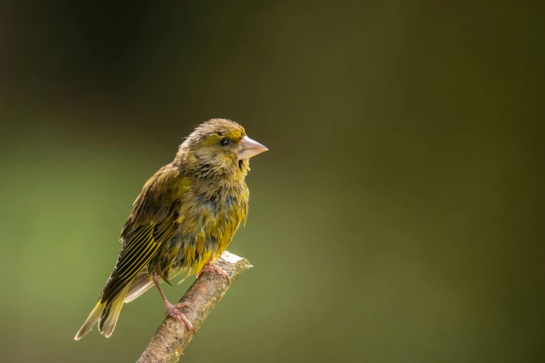 the small bird perched on the nch is perched in the sunlight