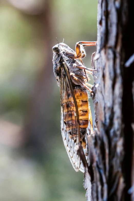 a large insect with brown markings standing on a tree