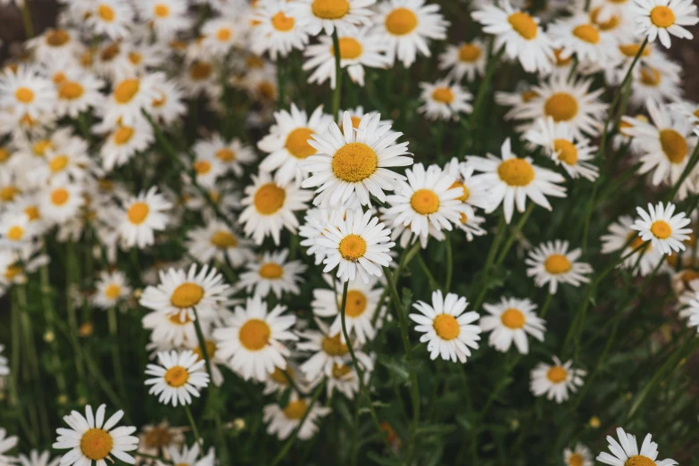 many white and yellow flowers in bloom