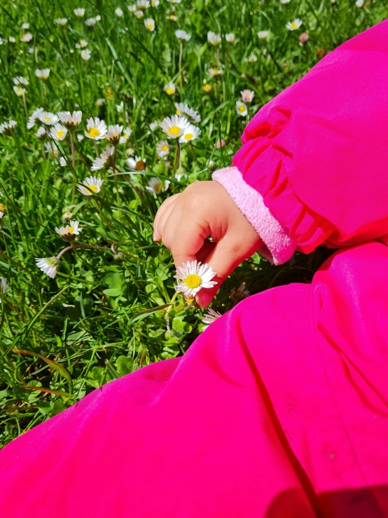 small child in bright pink sitting in grass near white daisies