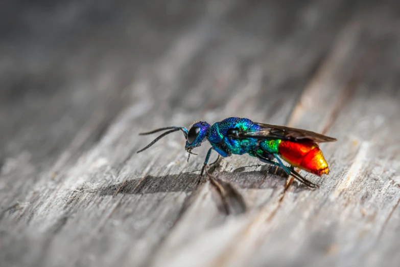 colorful insect with orange legs and black tail on wood