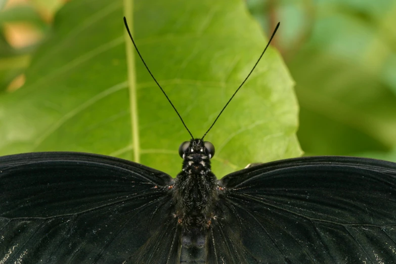 a black erfly on top of a green leaf