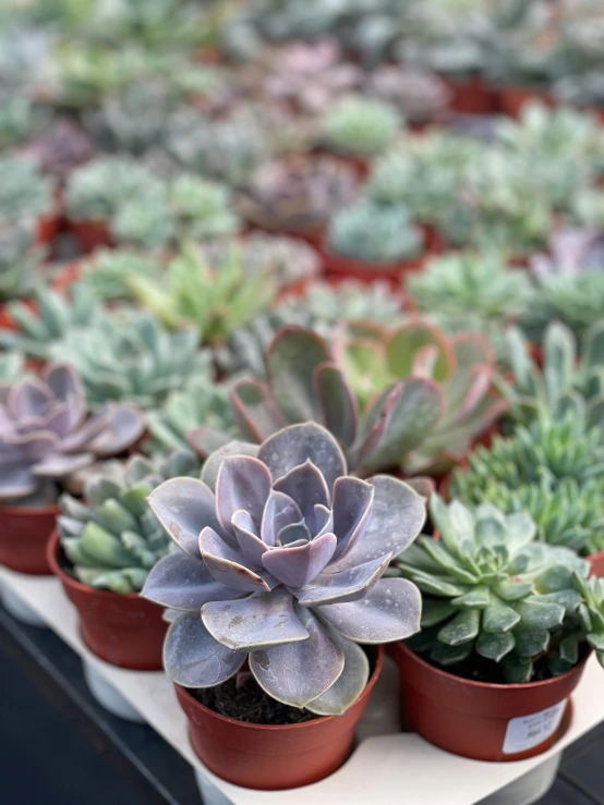 a row of potted succulents are lined up on a table