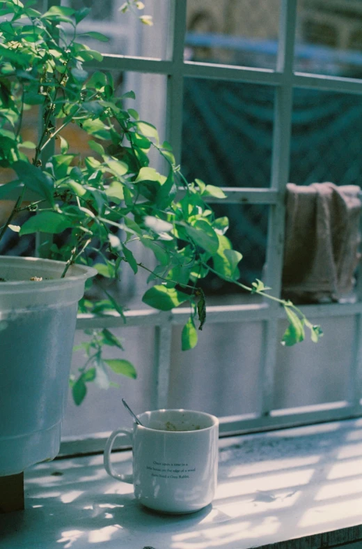 a white mug sitting next to a leafy plant on top of a window sill