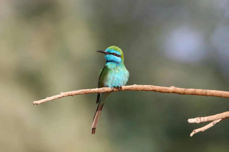 a blue and green bird perched on a nch