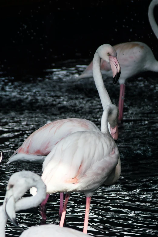 two flamingos are standing in the water near other birds