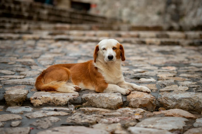 a dog lying on some rocks with one eyes open