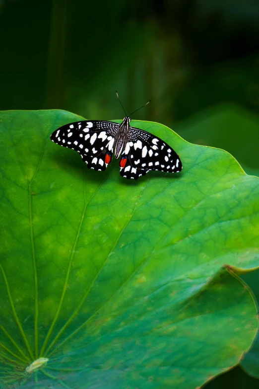 a black and white erfly sitting on a green leaf