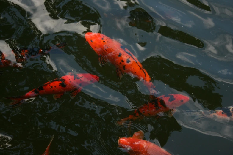 several koi fish in a pond with water ripples