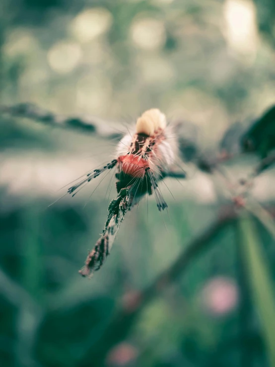 a dry red insect on a green plant