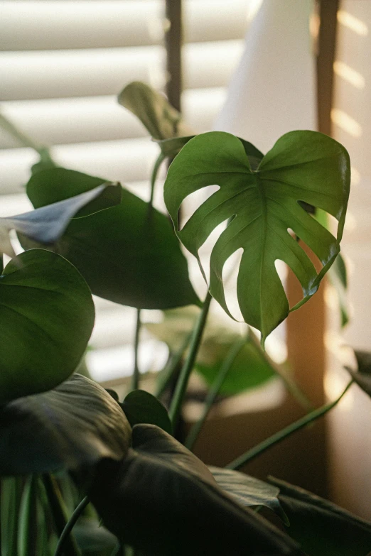 a close - up view of a plant with green leaves