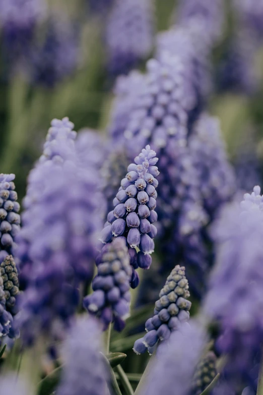 purple flowers growing in the sunlight in a garden