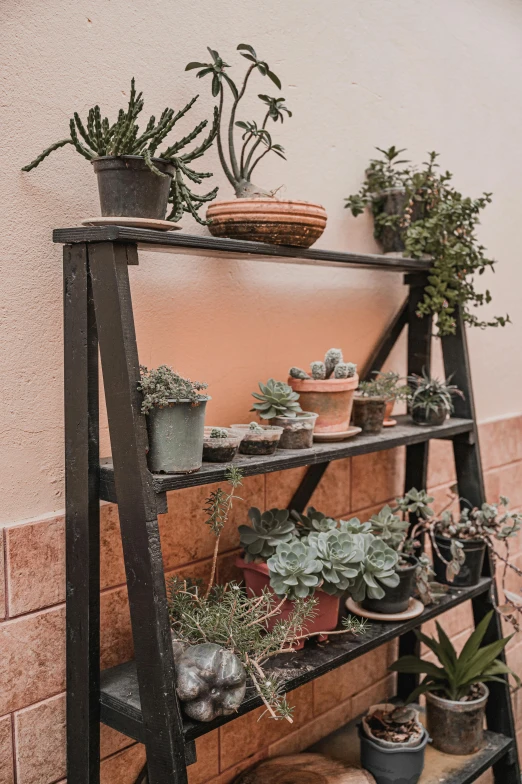 a black leaning shelf with some plants and rocks