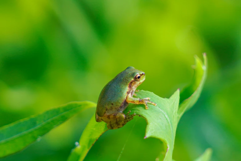 the frog is resting on the leaf of a plant