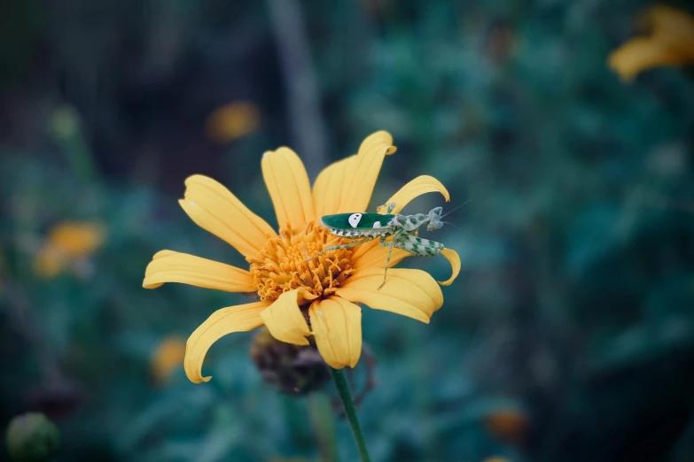 a small insect perched on top of a yellow flower