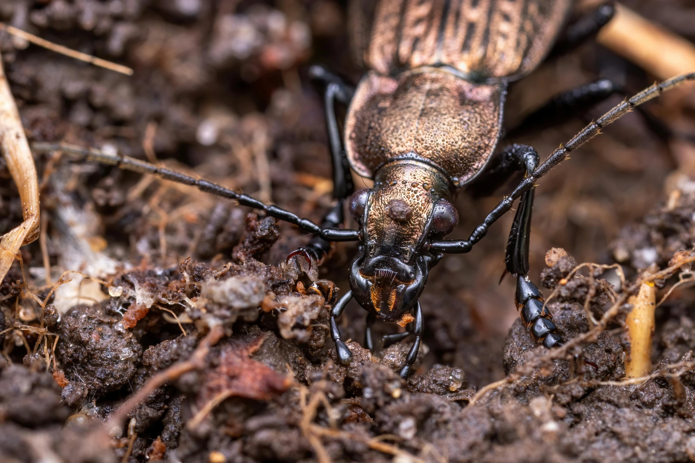 two bugs on the ground near grass