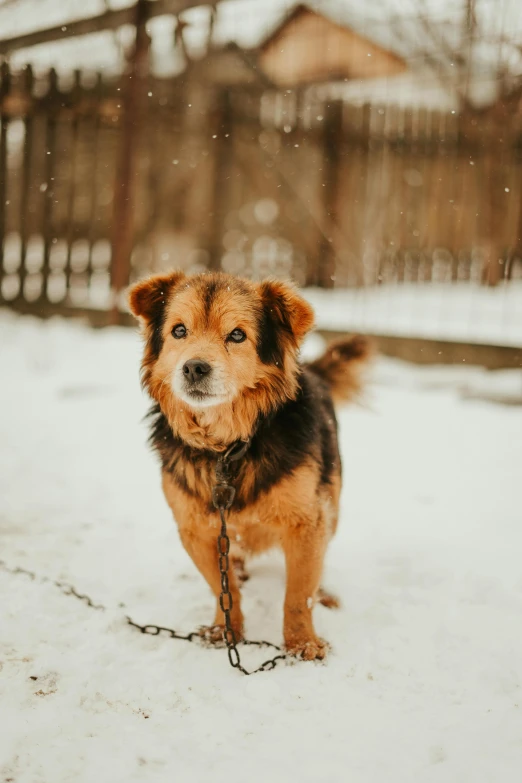 a dog is standing in the snow, staring at soing