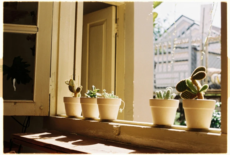 a close up of pots with plants on a windowsill