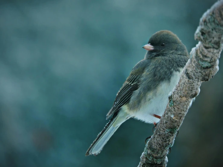 the small bird sits on the nch of the tree