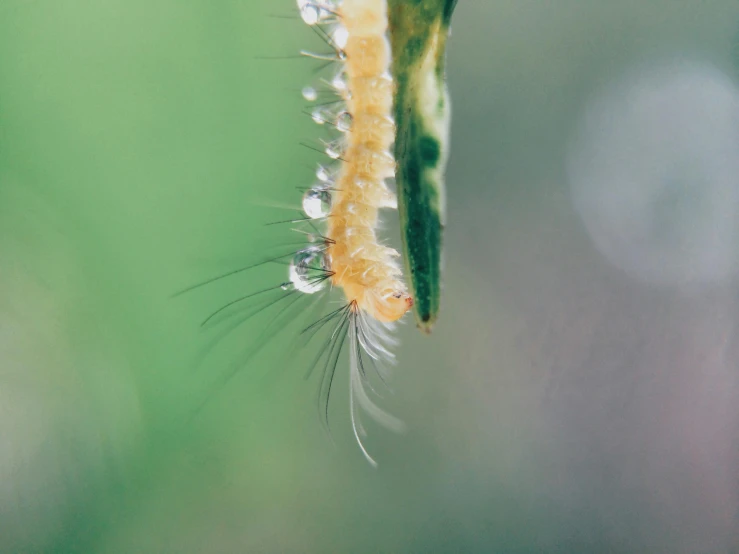 a green plant with small seeds attached to it