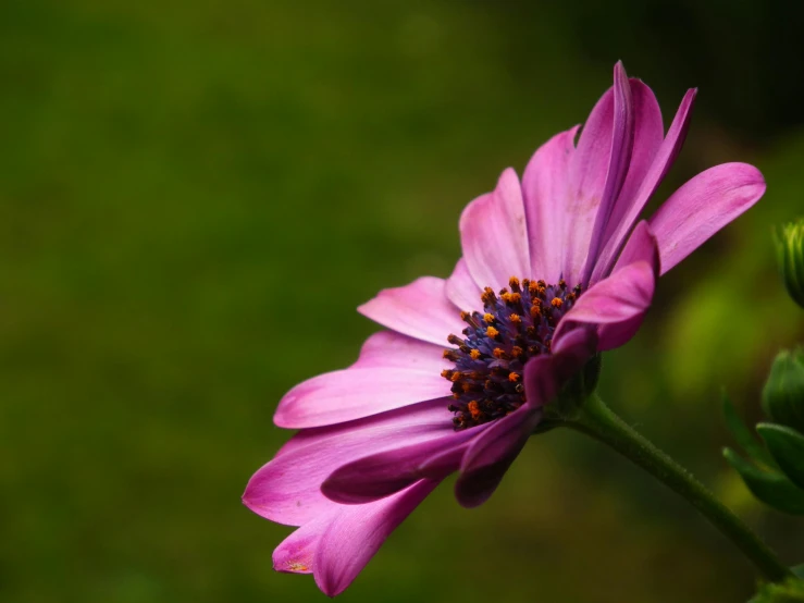 a pink flower is close to the camera