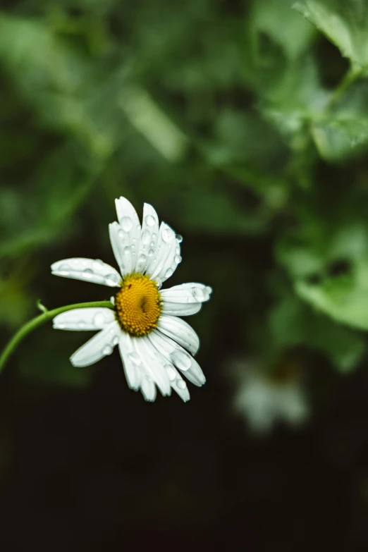 the white daisy is growing in a green garden