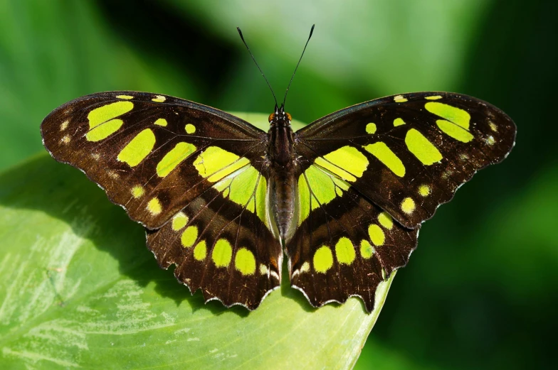 the brown and yellow erfly is sitting on a leaf