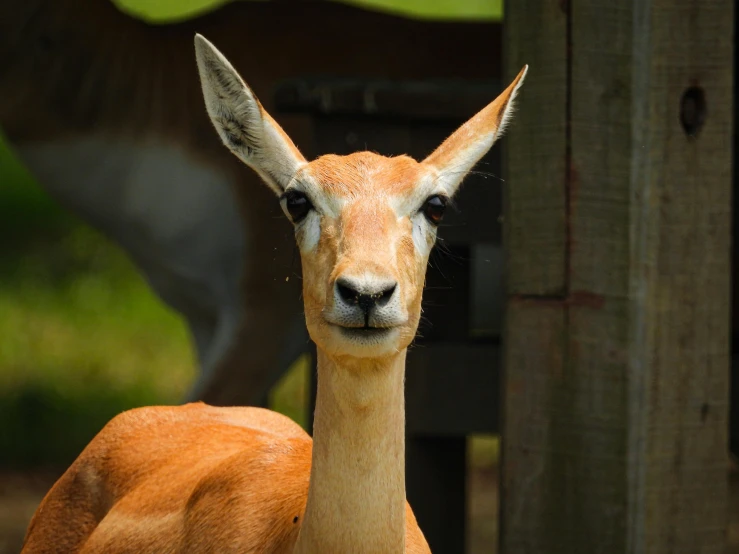 a brown and white gazelle is next to an antelope