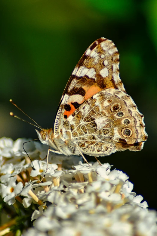 a erfly is perched on some white flowers