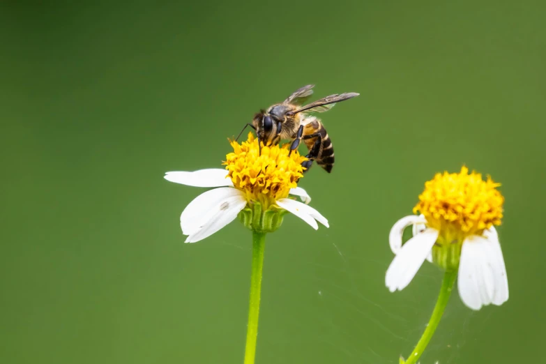 the bee is on the flower next to the spider