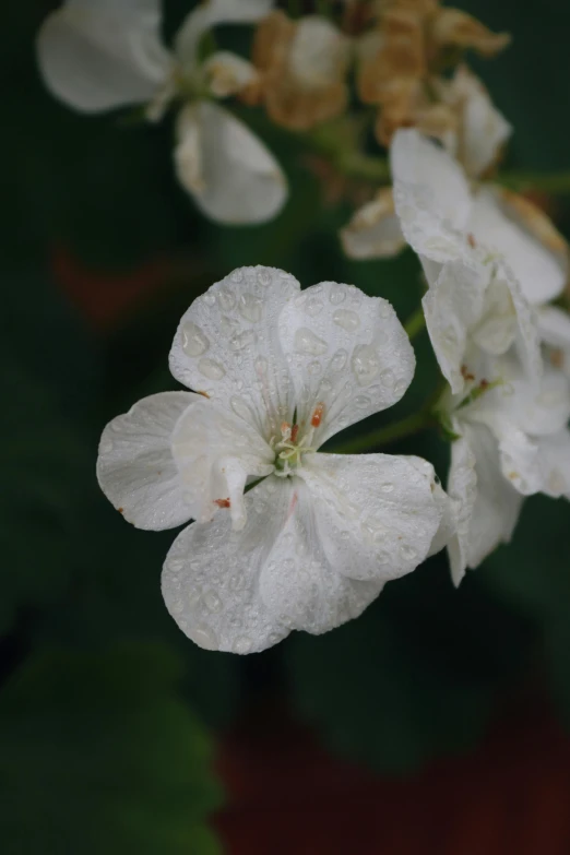 the large white flowers are blooming with drops of water