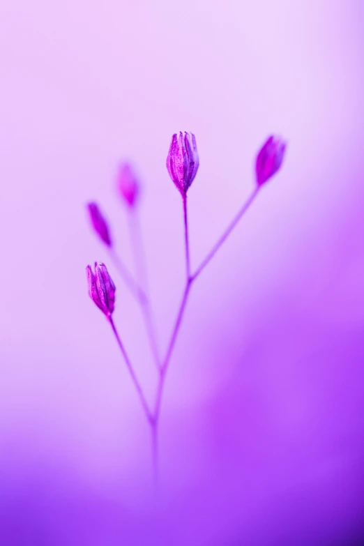 four small flowers in the middle of an open field