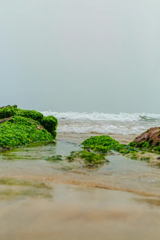 a surfer in the ocean next to rocks covered in algae