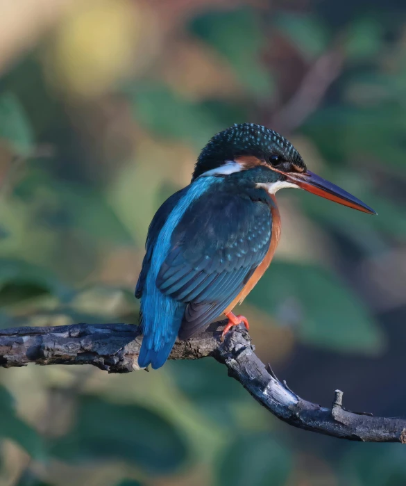 a little blue bird perched on a tree nch