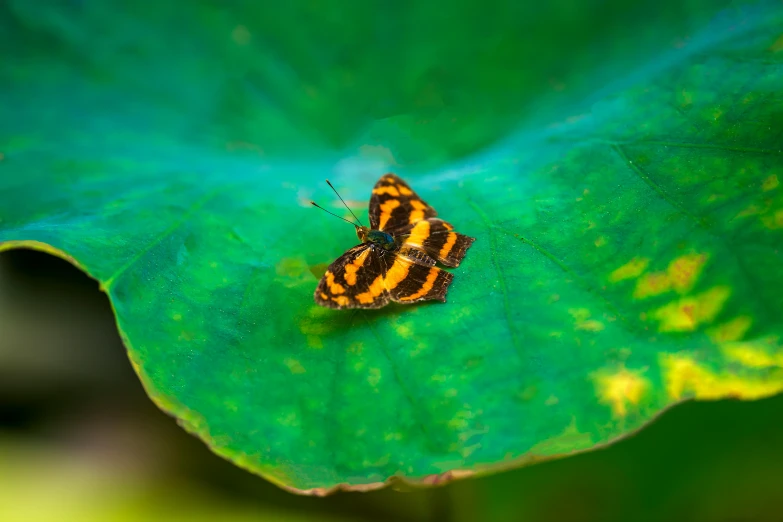 a small orange and black insect sitting on a green leaf