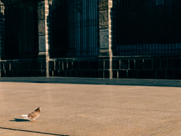 small bird walking on a sidewalk in front of tall buildings