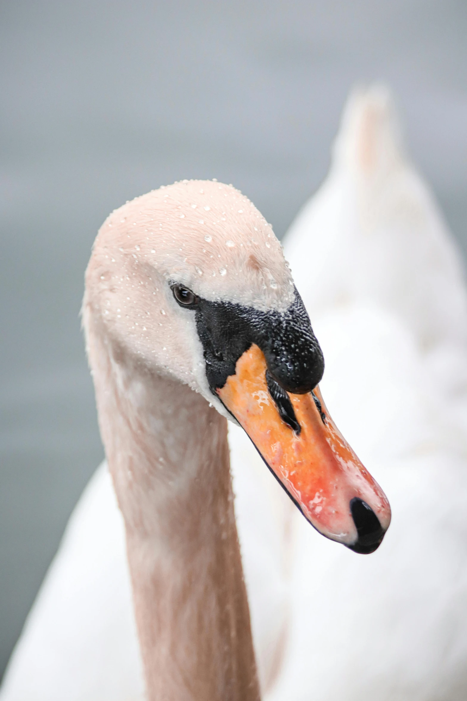 a goose that has water drops on it's head