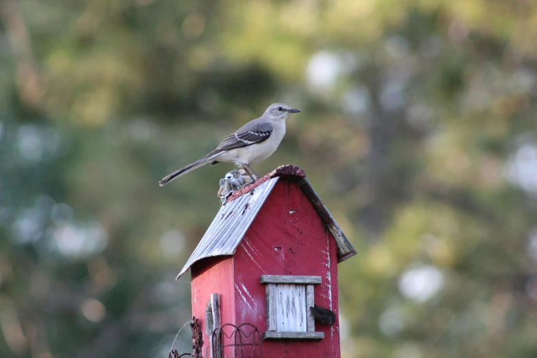 a bird on the roof of a red bird house