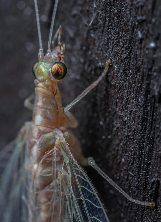 a very cute large bug with eyes that are looking at the camera