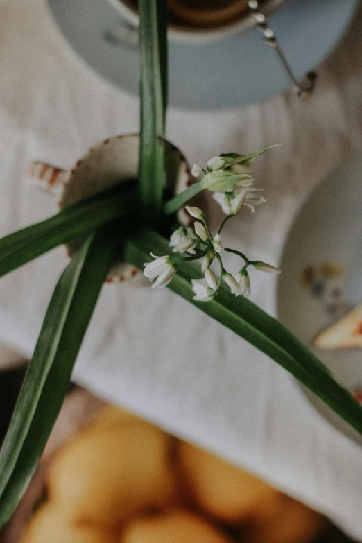 the white flowers are still attached to the stems