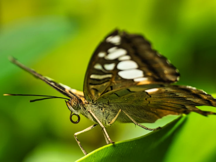 the erfly is sitting on top of a green leaf